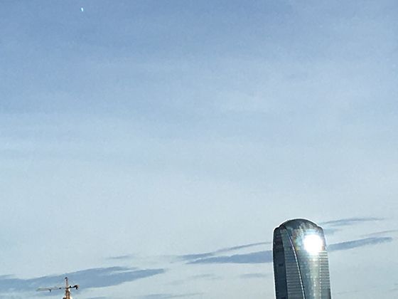 全球葱类图鉴：从细香葱到红葱头的形态特征对比