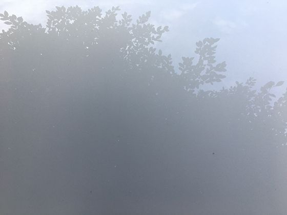 帚虫动物名称的由来：触手冠如何形似扫帚并实现滤食功能？